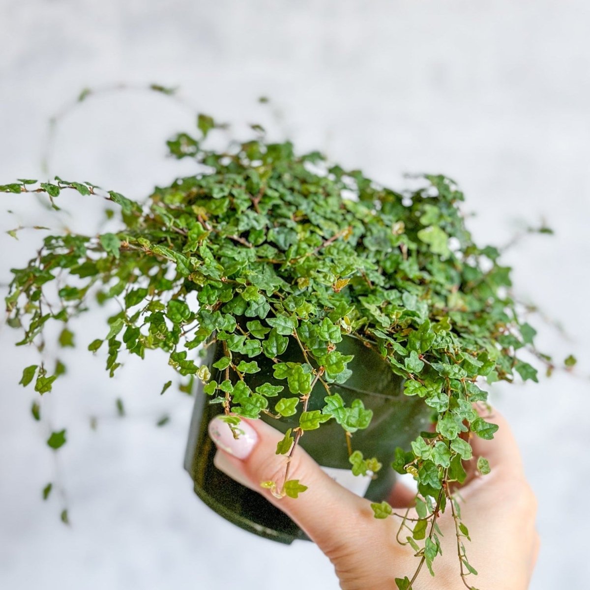 Ficus quercifolia - String Of Frogs Hanging Basket - Ed's Plant Shop