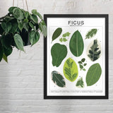 Ficus Species ID Chart - Botanical Houseplant Art Print - Ed's Plant Shop