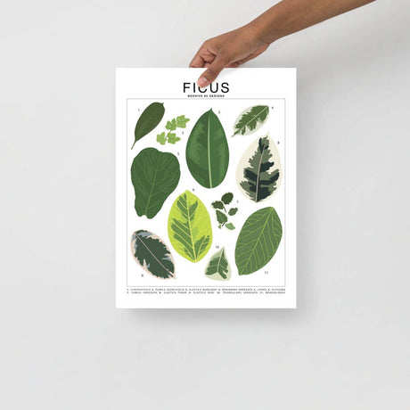 Ficus Species ID Chart - Botanical Houseplant Art Print - Ed's Plant Shop