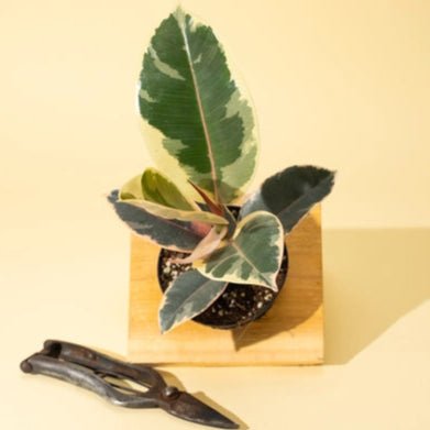 Ficus Elastica 'Tineke' 4