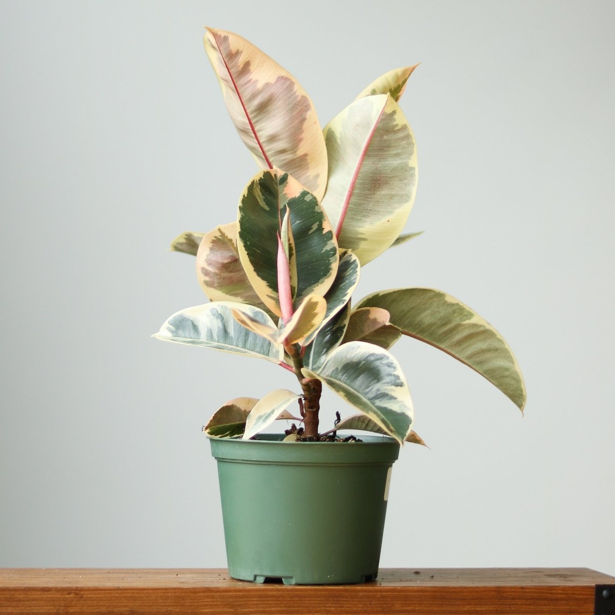 Perfect Plants Ficus Elastica, Vibrant Variegated Color Rubber Fig 'Tineke' in 6 in. Grower's Pot