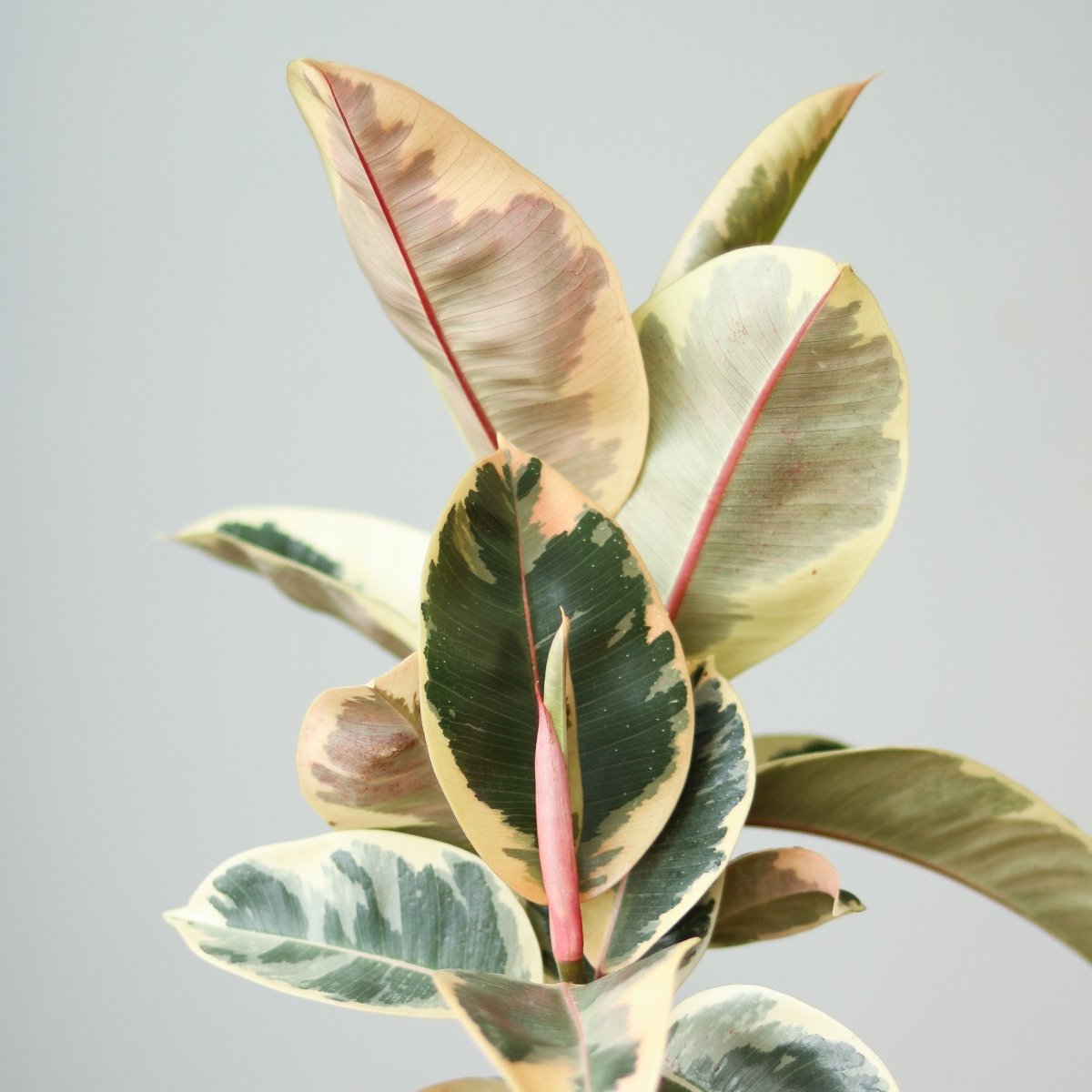 Ed's Plant Shop Ficus elastica Tineke - Thumbnail 4