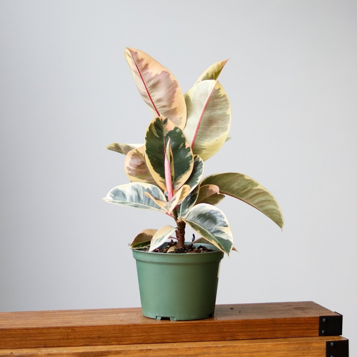 rubber tree tineke Perfect Plants Ficus Elastica, Vibrant Variegated Color Rubber Fig 'Tineke' in 6 in. Grower's Pot