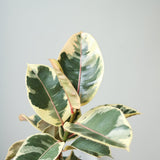 Ficus Tineke 'India Rubber Plant' - Various Sizes - Ed's Plant Shop