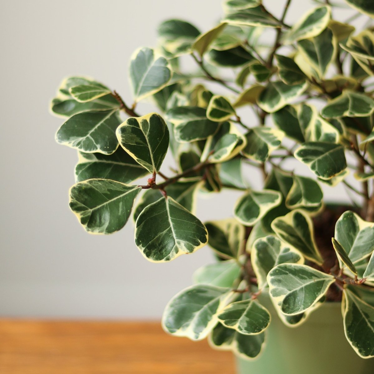 Ficus Triangularis 'Variegata' - Ed's Plant Shop