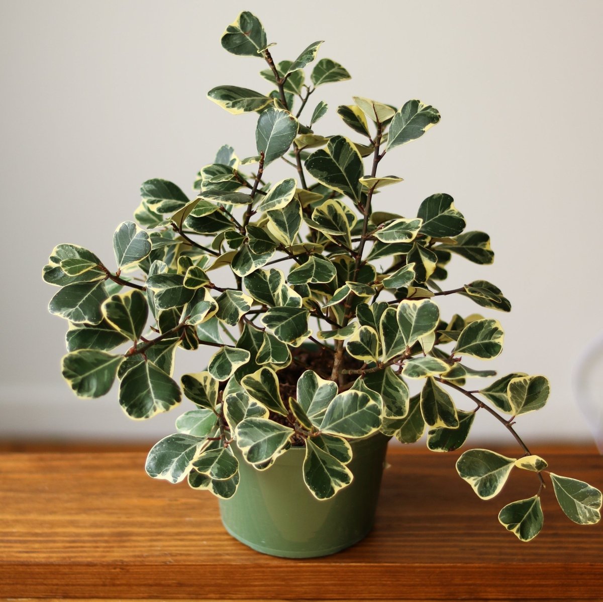 Ficus Triangularis 'Variegata' - Ed's Plant Shop