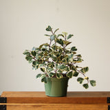 Ficus Triangularis 'Variegata' - Ed's Plant Shop