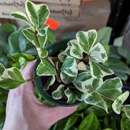 Ficus Triangularis 'Variegata' - Ed's Plant Shop