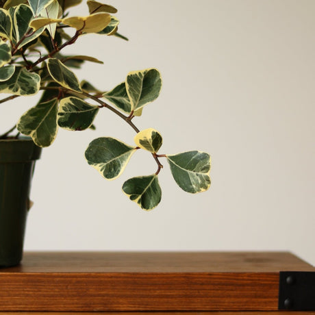 Ficus Triangularis 'Variegata' - Ed's Plant Shop