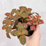 Fittonia Albivenis - Mosaic/Nerve Plant - Ed's Plant Shop