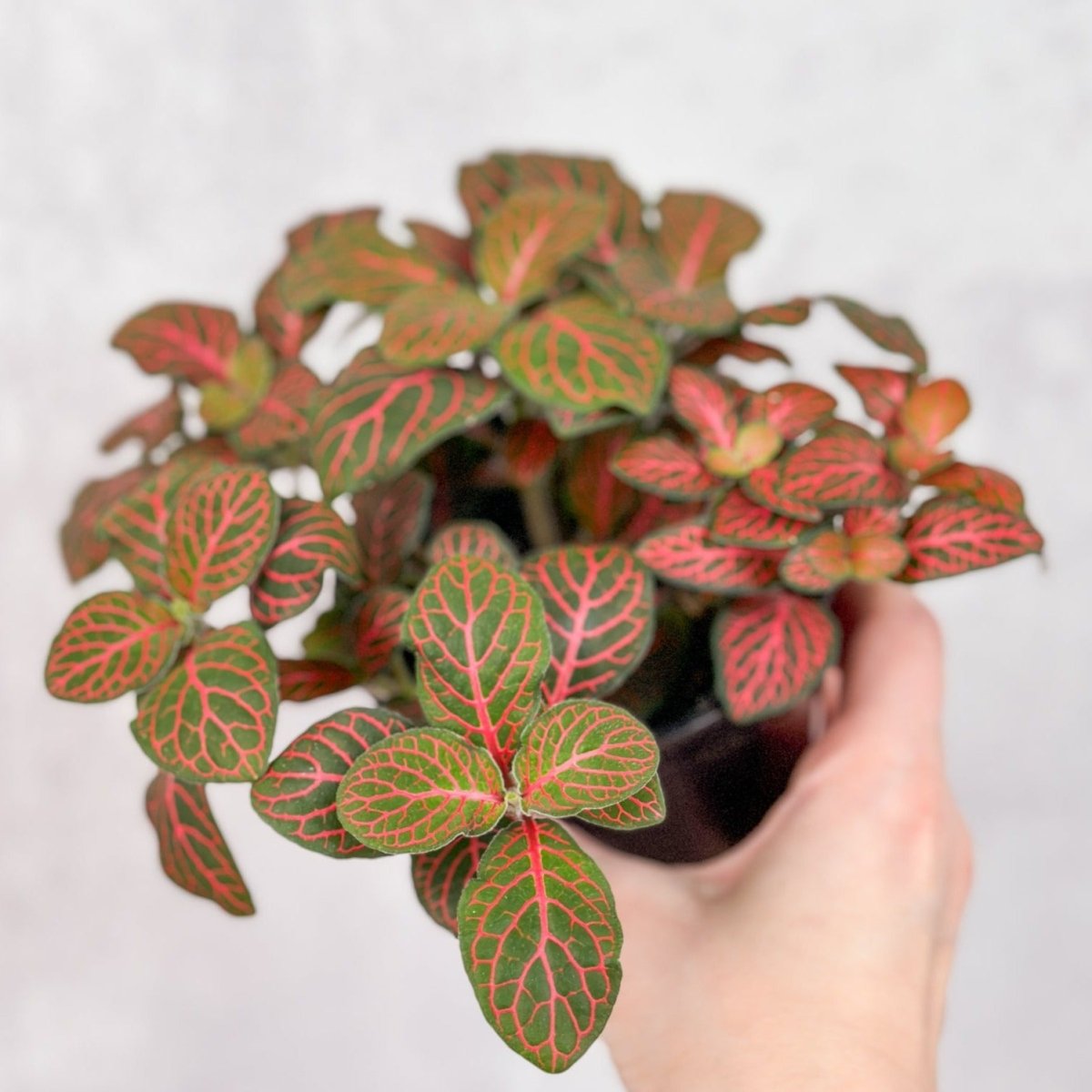 mosaic plant indoor Fittonia Albivenis