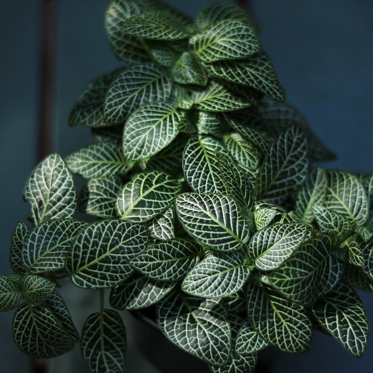 mosaic indoor plant Fittonia Albivenis