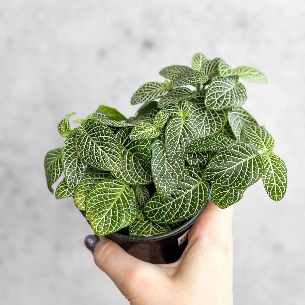 Fittonia Albivenis - Mosaic/Nerve Plant - Various Sizes - Ed's Plant Shop