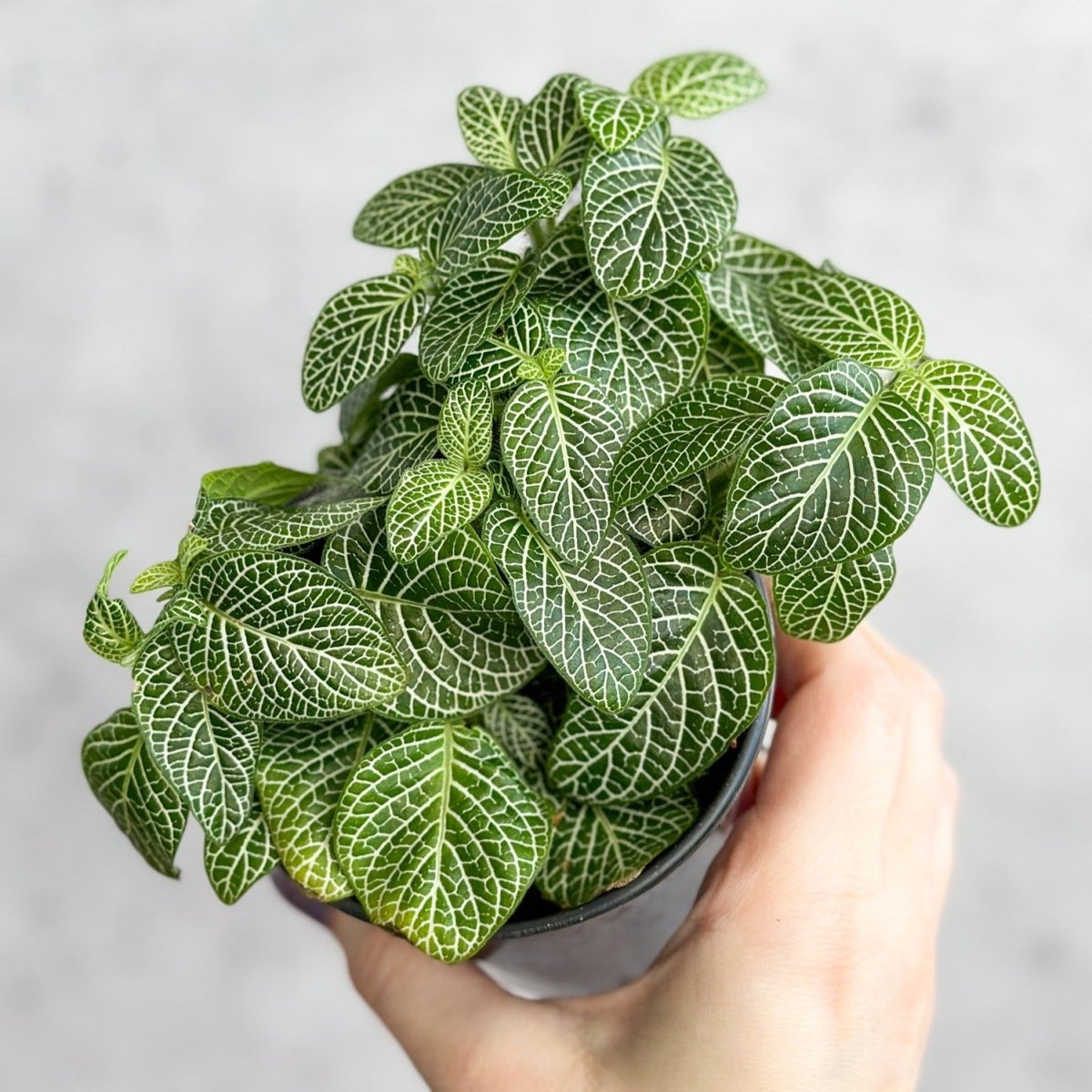 Fittonia Albivenis - Mosaic/Nerve Plant - Various Sizes - Ed's Plant Shop