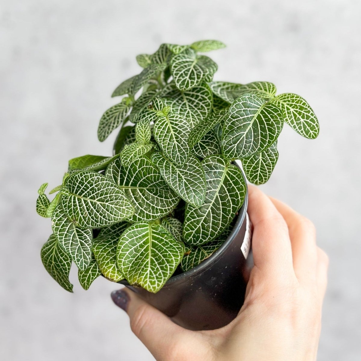 mosaic plant indoor Fittonia Albivenis