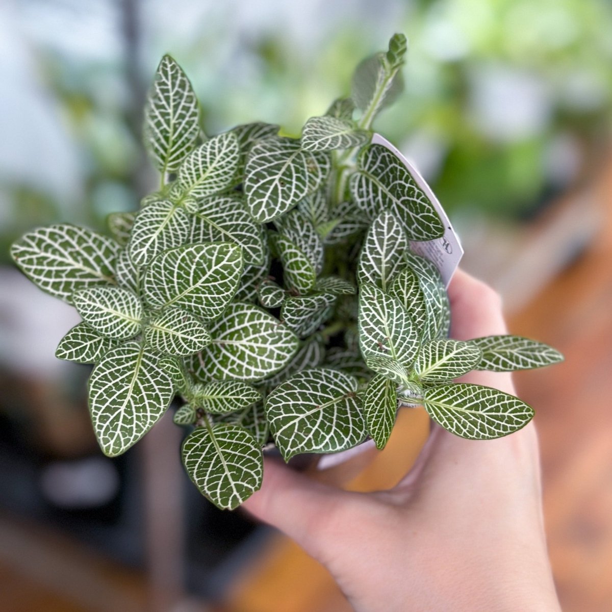 mosaic house plant Fittonia Albivenis