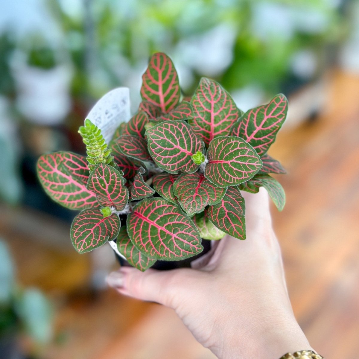 mosaic plant indoor Fittonia Albivenis
