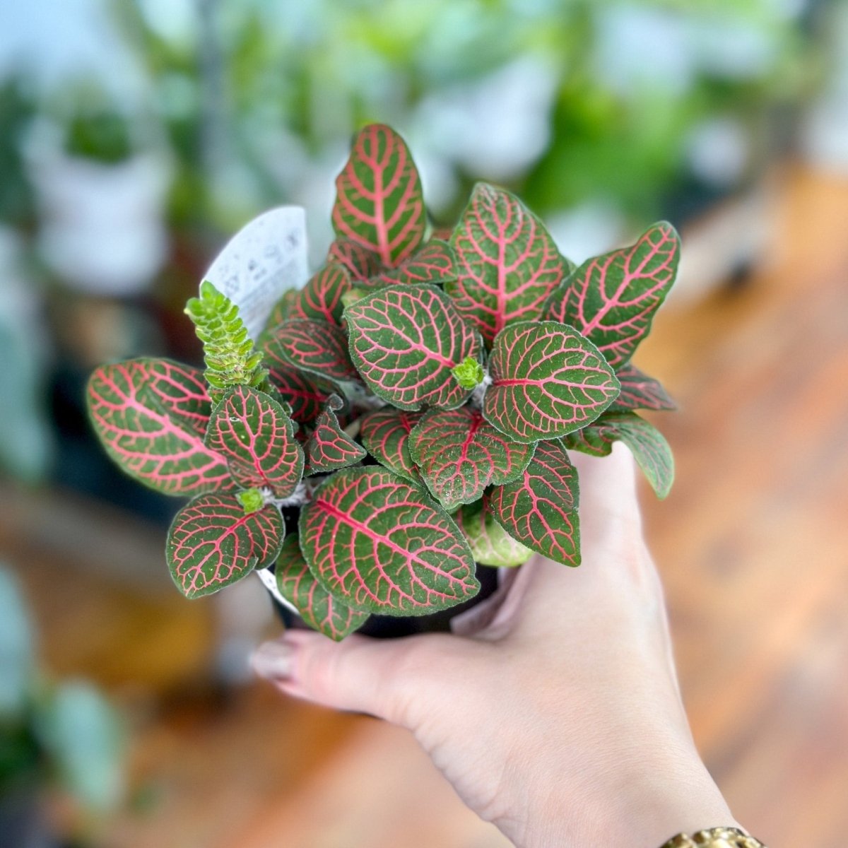 Fittonia Albivenis - Mosaic/Nerve Plant - Various Sizes - Ed's Plant Shop