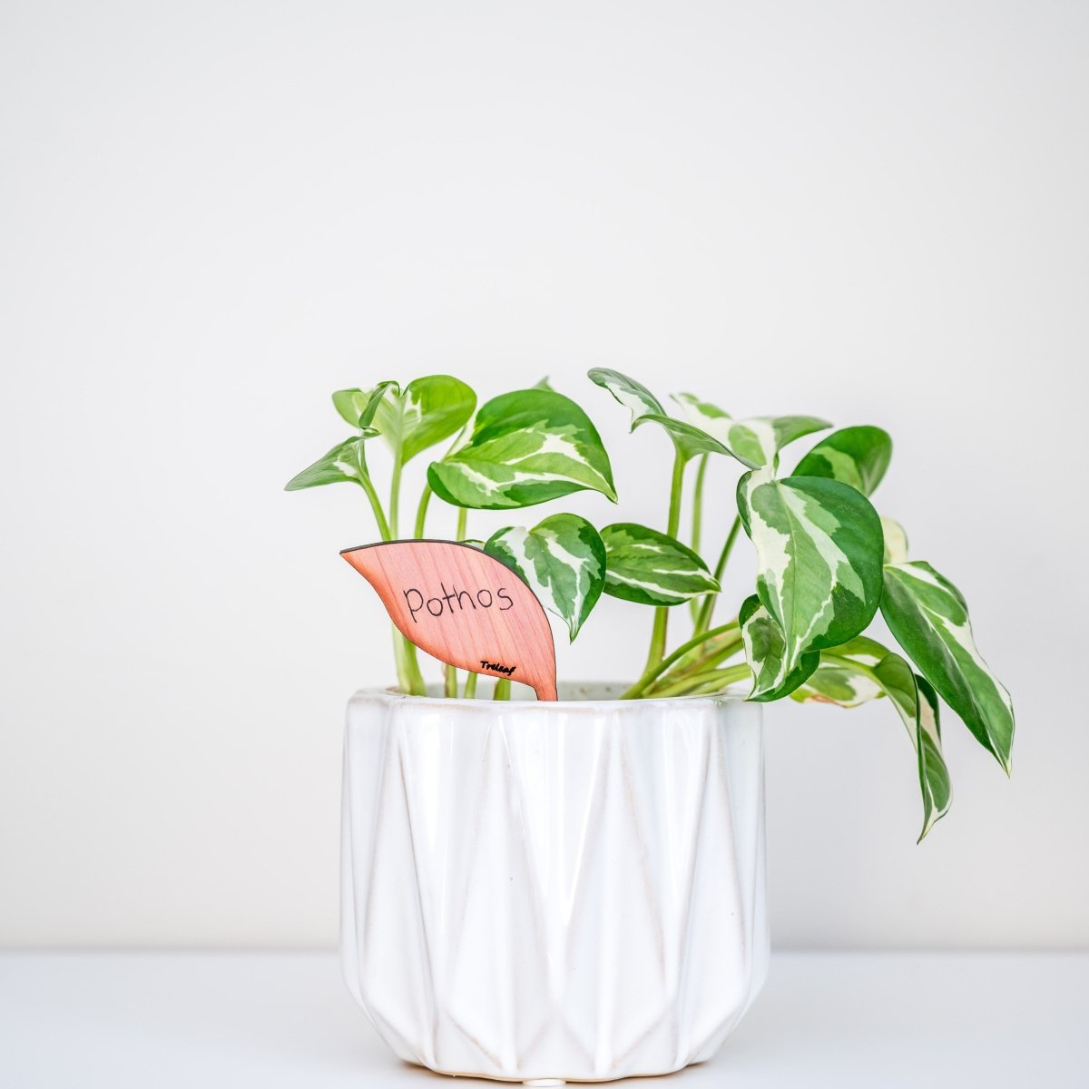 Folia - Wooden plant Tags