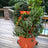 Orange vertical garden with plants on a wooden deck