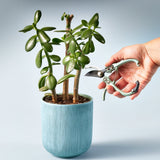 Gardening Shears & Pruners by Modern Sprout - Ed's Plant Shop