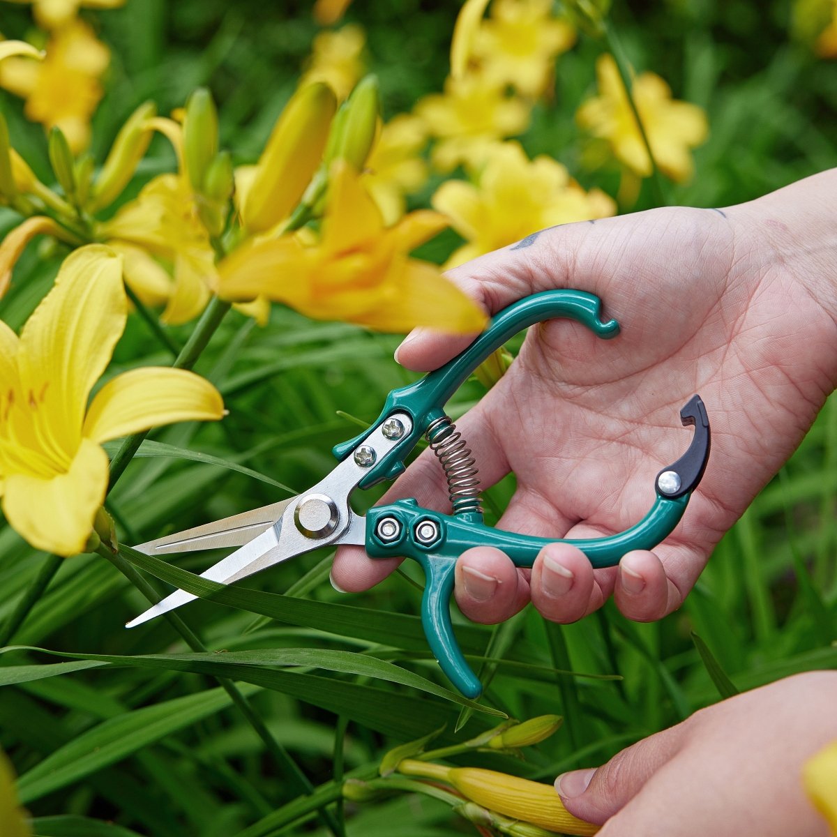 Gardening Shears & Pruners by Modern Sprout - Ed's Plant Shop