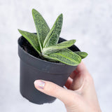 Gasteria 'Little Warty' - Little Warty Ox Tongue - 4 Inch - Ed's Plant Shop