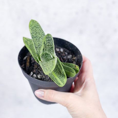 Gasteria 'Little Warty' - Little Warty Ox Tongue - 4 Inch - Ed's Plant Shop