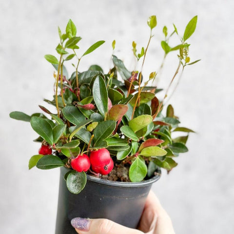Wintergreen (Gaultheria procumbens) | 4″ Hardy Evergreen Plant – Ed's