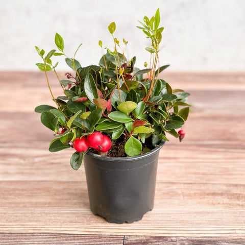 Wintergreen (Gaultheria procumbens) | 4″ Hardy Evergreen Plant – Ed's