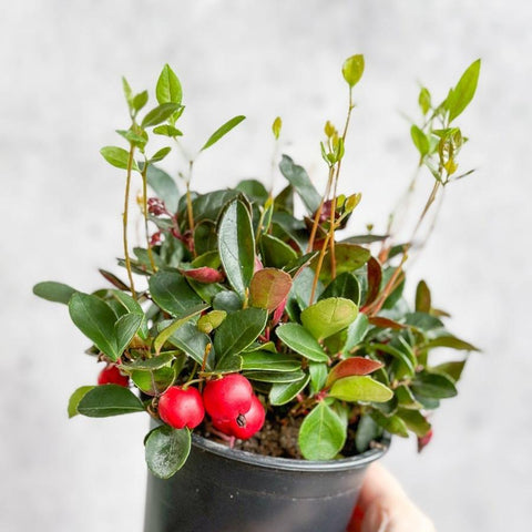 Wintergreen (Gaultheria procumbens) | 4″ Hardy Evergreen Plant – Ed's