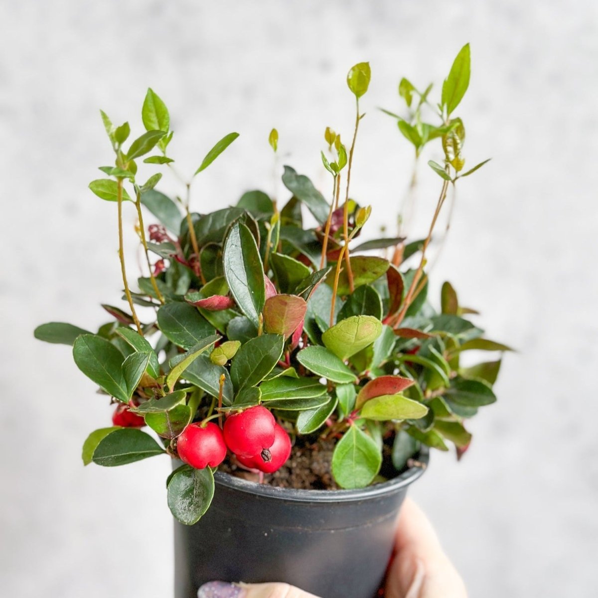 wintergreen house plant Gaultheria Procumbens - Wintergreen