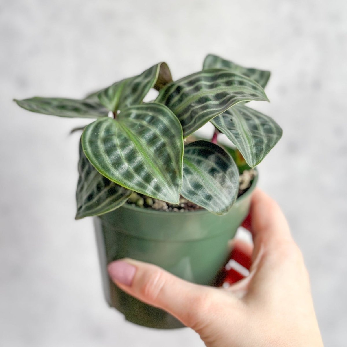 geo house plant Geogenanthus poeppigii