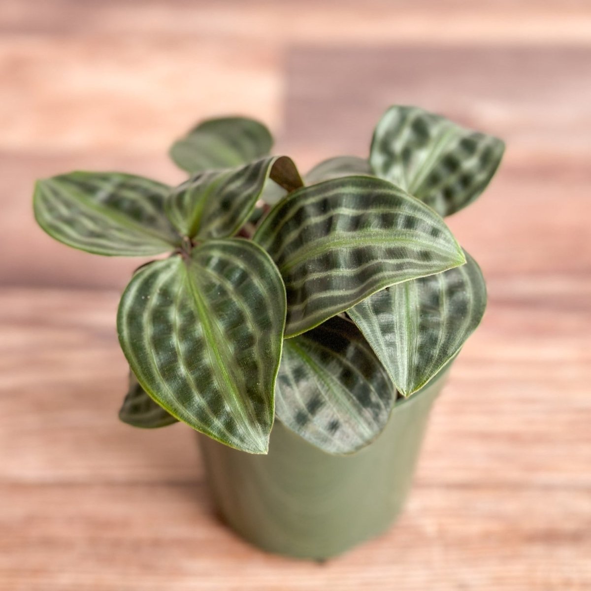geo house plant Geogenanthus poeppigii