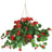 Geranium Hanging basket with red flowers and green leaves on a white background