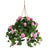 Geranium Hanging basket with pink flowers and green leaves on a white background