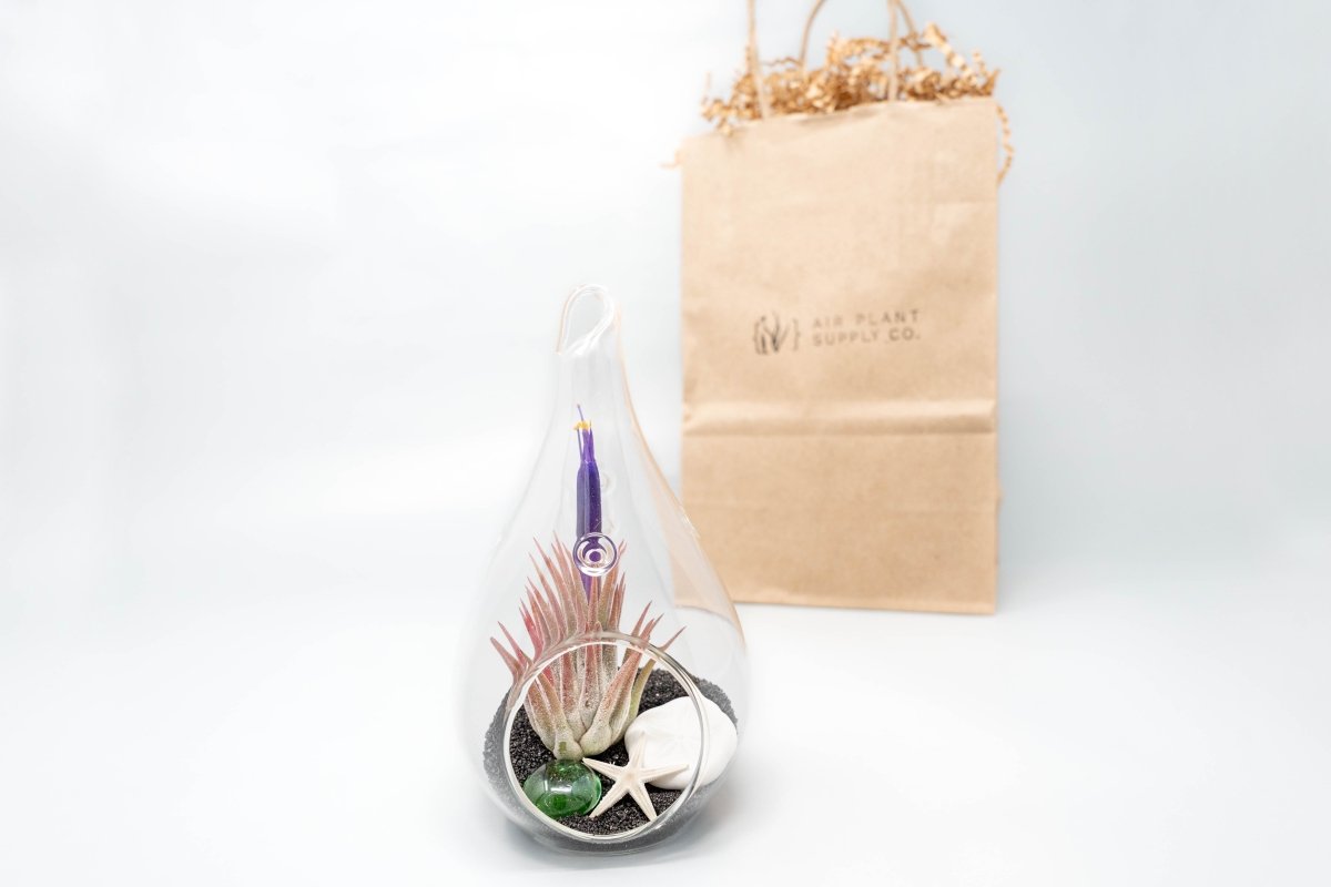 air plants gift Gift Wrapped Terrarium Kits with Tillandsia Air Plants
