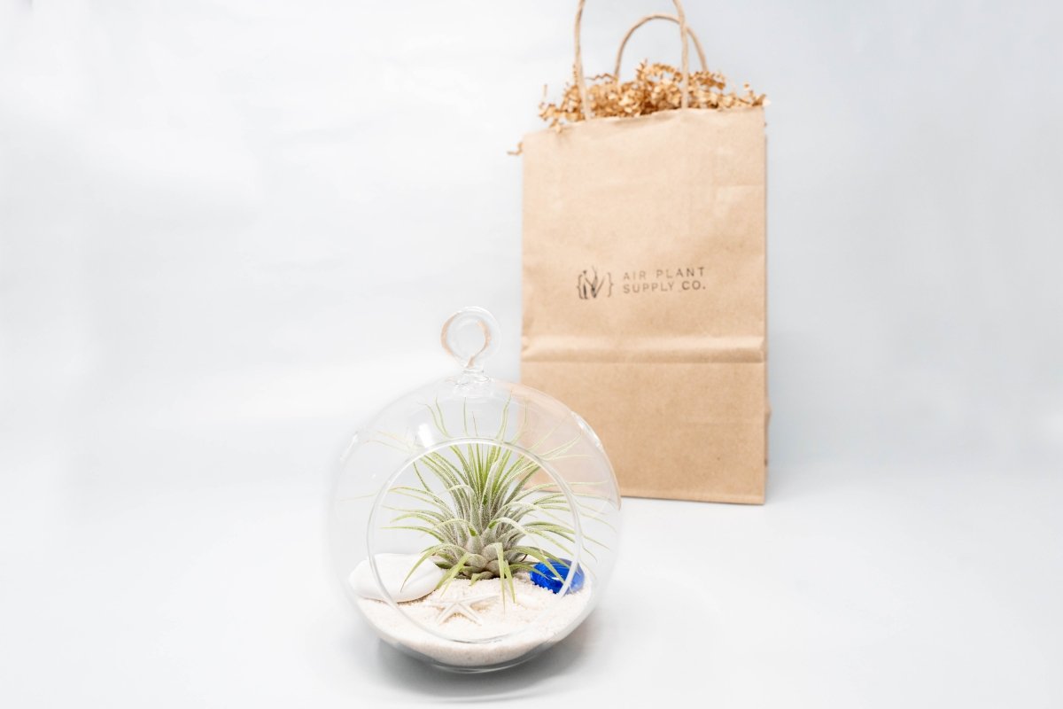 air plant supply co Beach Terrarium in Flat Bottom Globe with White Sand and Tillandsia Ionantha