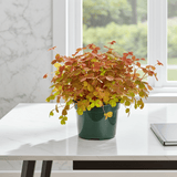 Golden Oxalis plant on a table with bright light and a window in the background