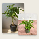 Good Luck Duo – Money Tree & Peace Lily Plant Bundle - Ed's Plant Shop
