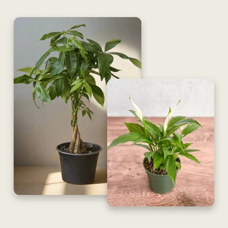 Good Luck Duo – Money Tree & Peace Lily Plant Bundle - Ed's Plant Shop