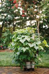 GreenStalk Garden Mover - Ed's Plant Shop