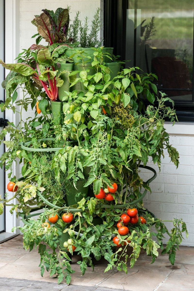 GreenStalk Garden Plant Support (Set of 3) - Ed's Plant Shop