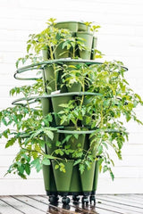 GreenStalk Garden Plant Support (Set of 3) - Ed's Plant Shop