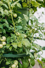 GreenStalk Garden Plant Support (Set of 3) - Ed's Plant Shop