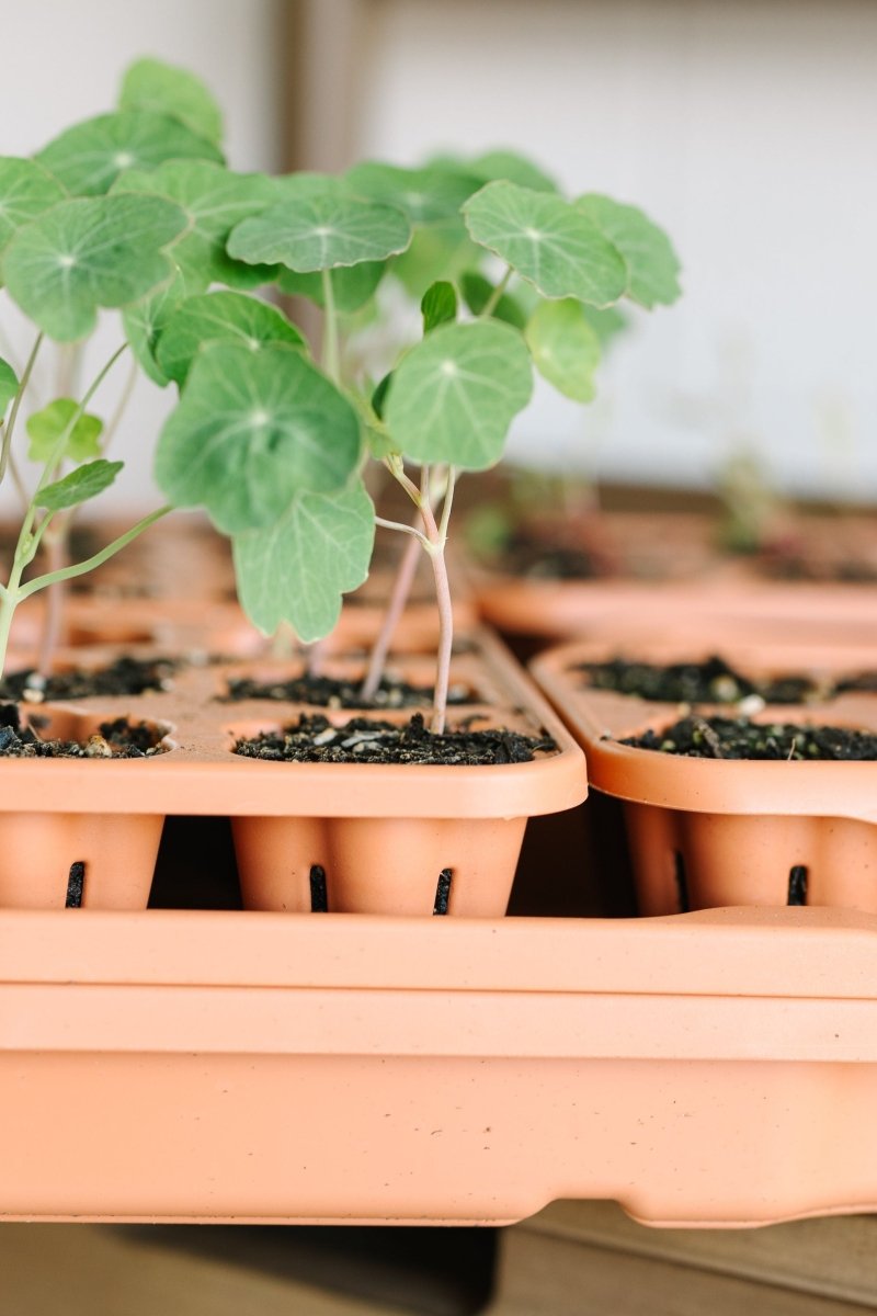 GreenStalk Garden Seed Starter Kit with Domes - Ed's Plant Shop