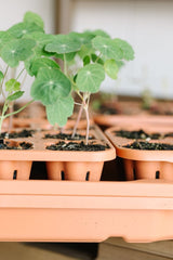 GreenStalk Garden Seed Starter Kit with Domes - Ed's Plant Shop