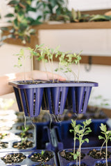 GreenStalk Garden Seed Starter Kit with Domes - Ed's Plant Shop