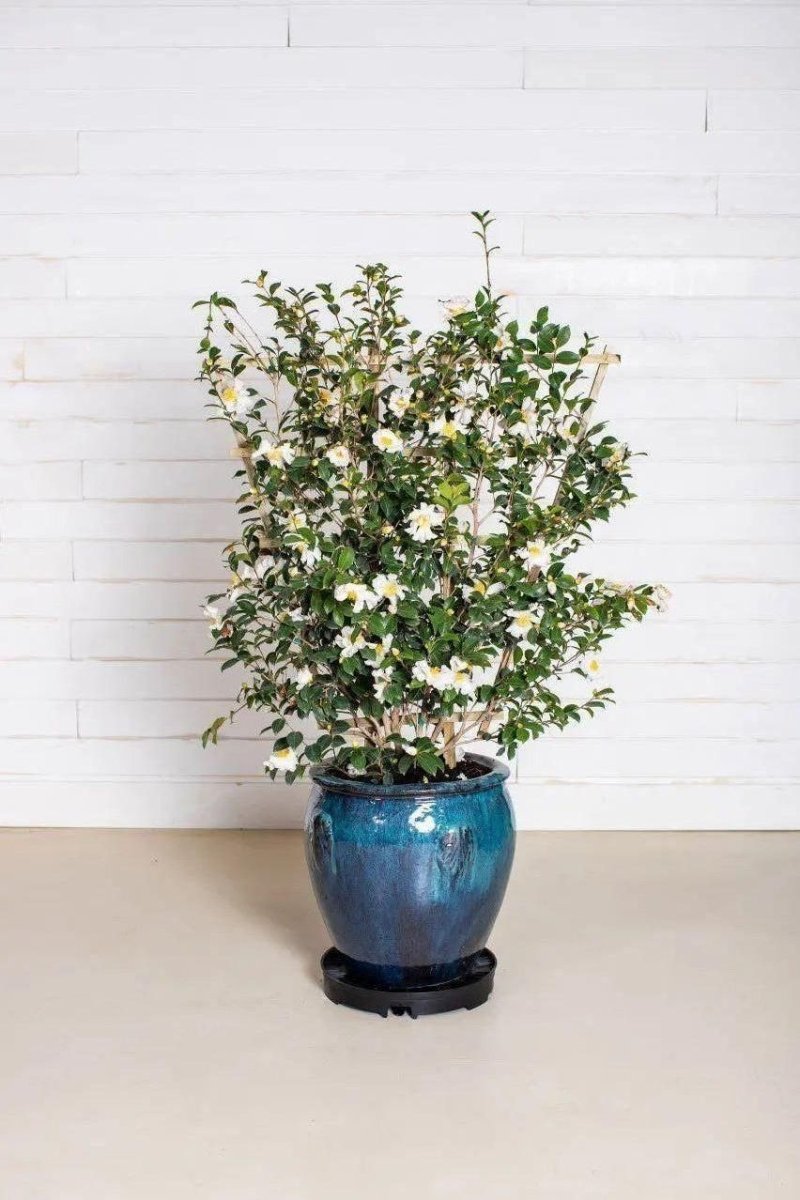 GreenStalk Garden Ultimate Spinner Base Only - Ed's Plant Shop