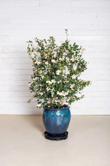 GreenStalk Garden Ultimate Spinner Base Only - Ed's Plant Shop